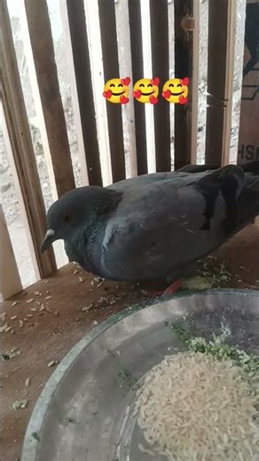 #urte huye kabutar ko pakad liya 😱😱