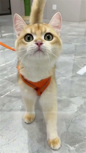 Secure Cat Harness Tutorial Keep Your Kitty Safe Outside! #CatHarness #PetSafety #CatCare