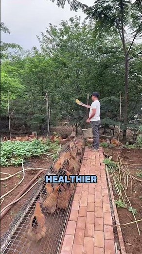 Smart Chicken Farming System: Walkway Coop + Vegetable Garden Integration