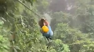Child crashes into unsuspecting sloth on a zipline high above Costa Rican rainforest