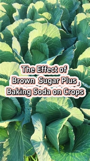 Tips for Planting and Growing Your Vegetable Garden