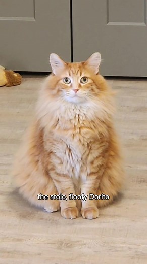 We will probably never know 🌠 #catsoftiktok #foryourpage