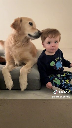 Barney and his best friend 🩵 #barneythedog #goldenretriever #dog