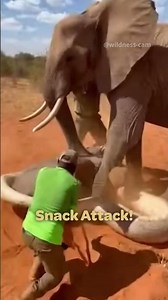 This Elephant vs Python Battle Is Absolutely Wild #animalencounter #survival #shorts