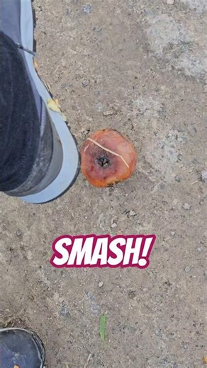 #apple #crushing #asmr