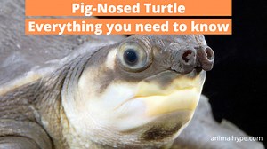 30 Pig-Nosed Turtle Facts (with pictures and videos) - Animal Hype