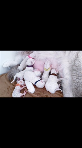 ✨ 𝗡𝗮𝗶𝘀𝘀𝗮𝗻𝗰𝗲𝘀 ✨ Tesla est la première à ouvrir le bal cette année, et c’est à 64 jours de gestation, le chiffre fétiche de nos filles 😃 que tout a commencé. Vendredi après-midi, notre douce a donné naissance à sa portée. Nous attendions au minimum 6 chatons. Le sixième est malheureusement mort-né… Et alors que nous ne nous y attendions plus, une 7ᵉ petite merveille est arrivée, bouleversant nos cœurs : notre chaton arc-en-ciel 🌈. Comme cela arrive fréquemment dans les portées nombreus