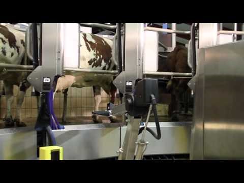 The World's First Automatic Milking Rotary System AMR™ | DeLaval Robotic Milking Solutions | DeLaval