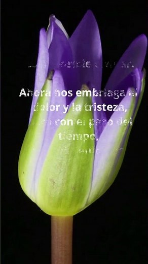 Frases para dar las condolencias y pésame formal en el caso de no saber que decir o escribir