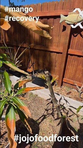New growth from my frost affected Kesar Mango tree. i took it inside #jojofoodforest #mango #kesar