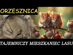 Orzesznica Tajemniczy Mieszkaniec Lasu/ Dormouse: The Mysterious Forest Dweller