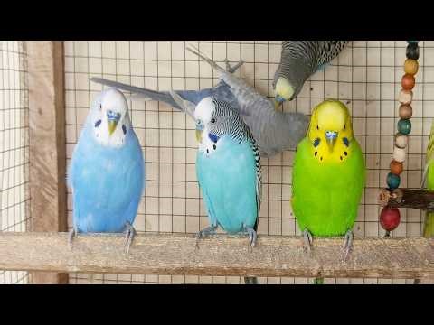 Chirping of Parakeet Budgie Birds 3 Hr , Listen to Nature Bird Songs, Meditation to Reduce Stress