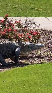 Someone made a visit to Pawleys Plantation Golf & Country Club the other day ... 😬 🐊 🎥 via Pawleys Plantation Golf & Country Club #golf #alligator | Play Golf Myrtle Beach