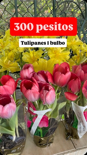 Jardinería los Ríos on Instagram: "¡Tulipan A RD$300!😍😱🥳 🚫NO HACEMOS ENVÍOS🚫 Estamos en la autopista Duarte kilómetro 16, debajo del elevado de los alcarrizos, EN LA MISMA AUTOPISTA, portón VERDE. Puedes encontrarnos en Waze,Google Maps y GPS como: “JARDINERIA LOPEZ”. ACEPTAMOS TARJETAS y efectivo!! Teléfono: 809-238-0570/ 809-561-0848 NO TE LO PUEDES PERDER😍 #tulip #tulipanes #santodomingo"