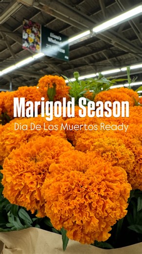 These beauties are IN STOCK NOW at our vendors 🧡 Come shop fresh marigolds for Día de los Muertos altars, fall weddings, home decor, or just because orange is THE fall color. 📍 Original LA Flower Market, Downtown LA ⏰ Open to the public Mon-Thu: 5AM - 12PM Fri & Sat: 5AM - 2PM Sunday: CLOSED Marigolds, LA Flower Market, Dia De Los Muertos, Flower Shopping, Support Local, Fresh Flowers, Downtown LA | The Original Los Angeles Flower Market