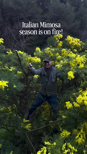 Mimosa Season is on fire 🔥 With @Hoek flowers visiting their growers at Italian Riviera! Here there harvesting Acasia Mimosa Gaulois! At Hoek flowers they have 6 different Mimosa varieties for their florists! Thanks to buyer and one of the founders of Hoek flowers, Arjan Glasbergen, he has relationship for over 30 years with their Italian growers. I did enjoy his passion for quality flowers the last days in Italy. #flowers #mimosa #italy