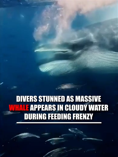 Unexpected Whale Encounter Off Mexico's Coast