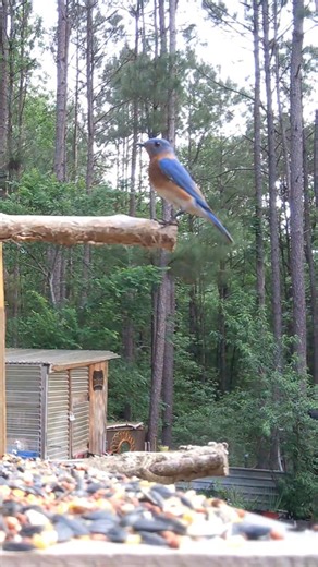 Bluebird’s Scene Interrupted #shorts #birds