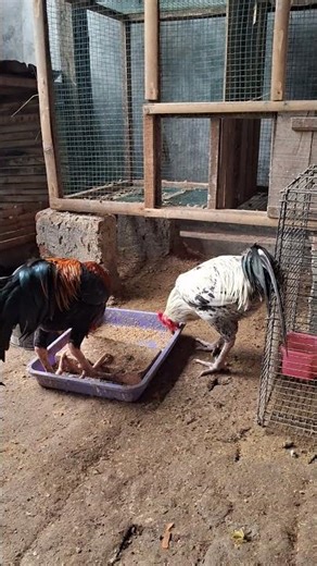 Why Roosters Are So Aggressive | Rooster Behavior Explained