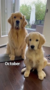 702K views · 56K reactions | Sterling and Colins first year together sees Colin go from a baby to a big boy ☺️ #goldenretrievers | Sterling Newton | Facebook