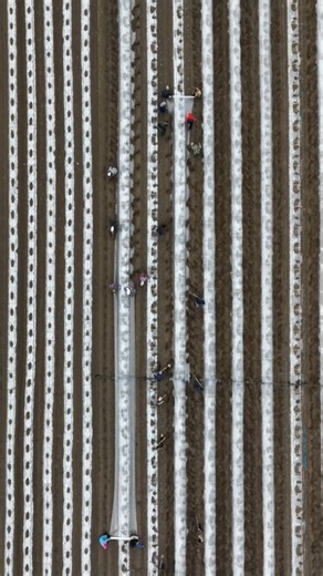 21K views · 80 reactions | Watch spring farming in full swing in China's Heilongjiang Province. #China #farming #springfarming #drone | FlyOverChina | Facebook