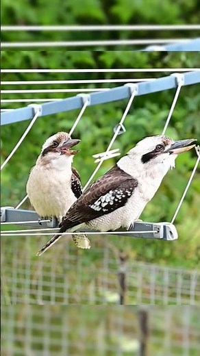 laughing kookaburra sound