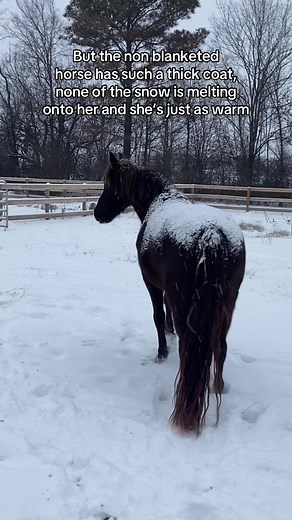 Understanding Horse Blanketing for Winter Care
