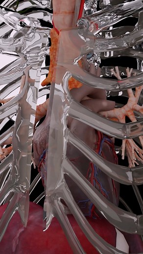 339K views · 2K reactions | À l'intérieur de la poitrine : Comment le...