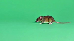 Download Mouse cursor animation on clean green screen background for free