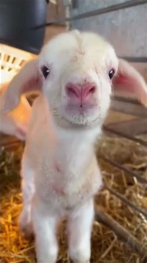 Funny goat sound😍 #goat #goatfarm #sound #funnyanimal #viralanimals #ytshorts #trending #shorts