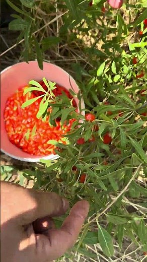 What are the benefits of goji berries? #gojiberry #asmrfood #gojiberry #jam #explore #health