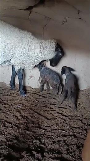 sheep new baby born🥰 🐐 #sheep #animals #farming