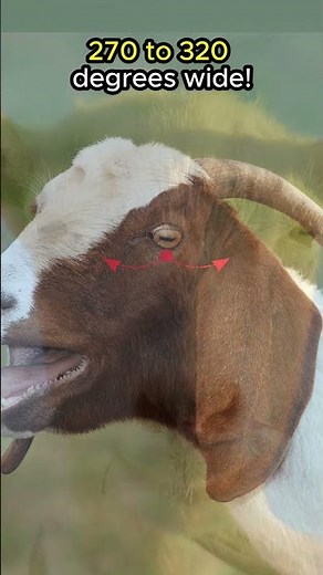 Sheep and Goats Have RECTANGULAR Pupils!🐑🐐🐑🐐#animals #animalfacts #shorts