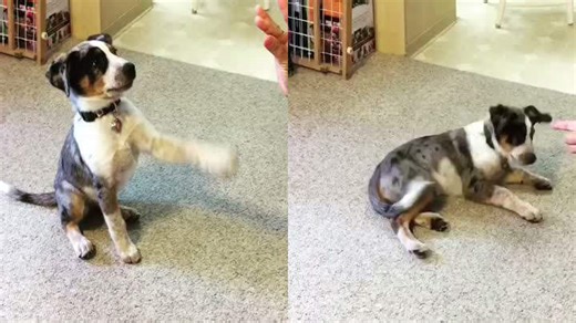 Smart Dog Drops Dead on Cue for Treats