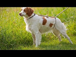 The Brittany Dog A Versatile Hunting Breed Perfect for Field Dog Trials