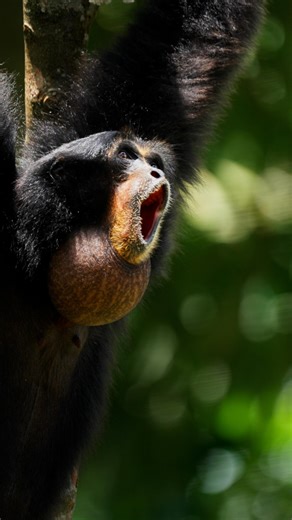 Robin on Instagram: "Siamang gibbons live in the rainforests of Sumatra and the Malay Peninsula. They are the largest of all gibbons and the only ones with a fully inflatable throat pouch. This adaptation allows their calls to carry across large distances, making sound their primary way of communicating and spacing themselves in the forest. Their vocalizations can exceed 100 decibels, which is why they are often heard long before they are seen. #sonyalpha #sonya1ii #documentary #nature #siamangg