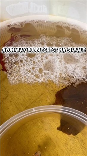 Betta fish breeding process #bettafarm #bettafry #bettafish