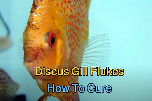 How Do You Treat Gill Flukes in Discus? – Gill Fluke Treatment | Discus Rescue