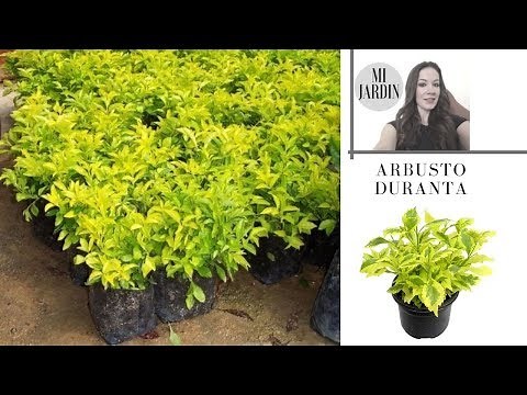 ARBUSTO DURANTA Y SUS CUIDADOS