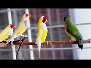 Beautiful courtship dance of Lady Gouldian finch
