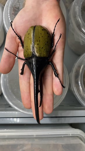 This is how a Hercules beetle develops #tiktok #insecthaus