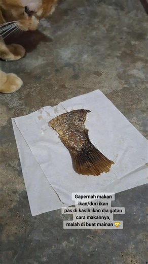 Kucing Viral yang Tak Tahu Cara Makan Ikan