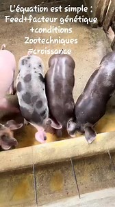 5.3K views · 64 reactions | Vous devez Absolument faire l’élevage des...