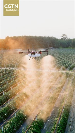 Précision. Efficacité. Puissance. Le futur est là : un drone agricole vole au-dessus des champs à Guangzhou. Moins de gaspillage, plus grand respect de l'environnement et des cultures plus saines... C'est ça, l'agriculture intelligente ! #CgtnFDigital | CGTN Français