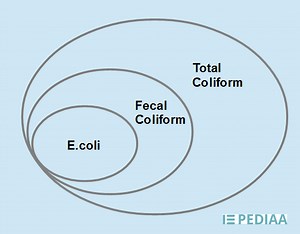 Unterschied zwischen coli und coliform - Nachrichten 2026