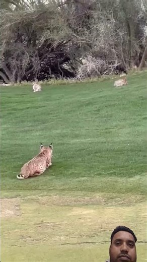 wild cat catch Rabbit #africansafari #animals #wildliferescue #wildliferescue #wildlifeentertainment