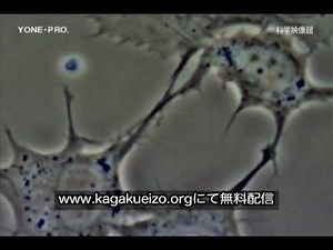 NPO法人科学映像館 OSTEOCYTE