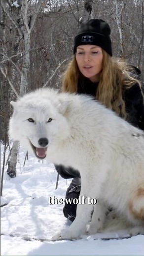 The Arctic Wolf - The bravest Wolf in the World #arcticwolf #wolf