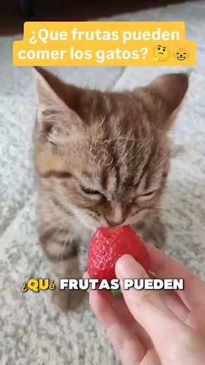 ¿Que frutas pueden comer los gatos? 🤔😸 Obtén nuestra guía 100 recetas felinas con el 70% de descuento en el enlace de nuestro perfil 🐈 #gatos #gatosaludable #gatoscomiendo #dietabarf #alimentossaludables #frutas #alimentacionfelina #alimentacionnaturalgatos #alimentacionsaludablegatos #amoamigato #catlover | Mis Huellitas