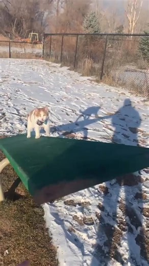 Cat in a Dog Park #catpark #vivelarevolution